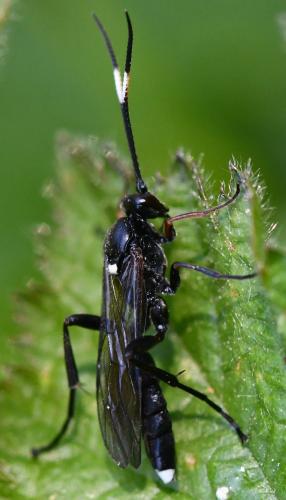 Réf. 301 004 : Vulgichneumon saturatorius
